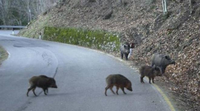 Peste suina, Confagricoltura Piemonte: “Ritardi nella posa delle recinzioni anti-cinghiali”