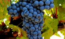 Vendemmia Piemonte: meno quantità, più qualità