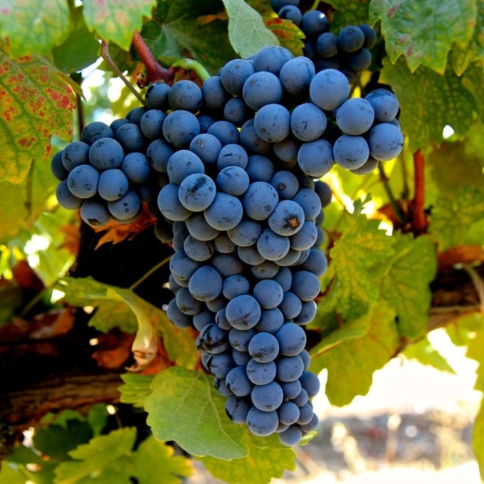 Vendemmia Piemonte: meno quantità, più qualità
