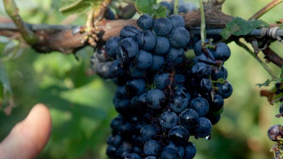 Progetto Flavescenza dorata della vite 2021