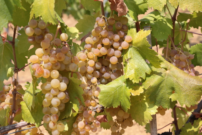 Prosegue senza intoppi la vendemmia 2021: premiata anche nel mercato del bio