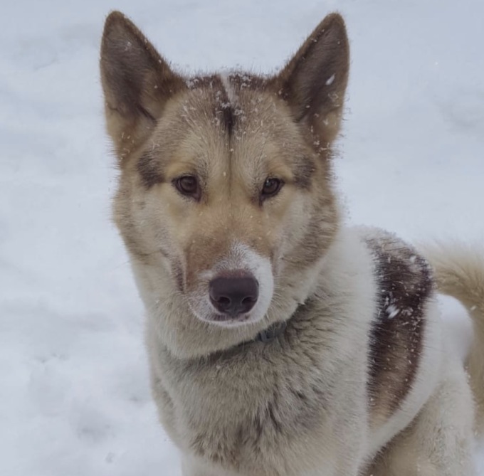 Smarriti due husky da slitta  nell’ovadese