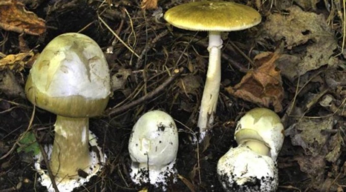 Asti: vietata la raccolta di funghi nei parchi cittadini