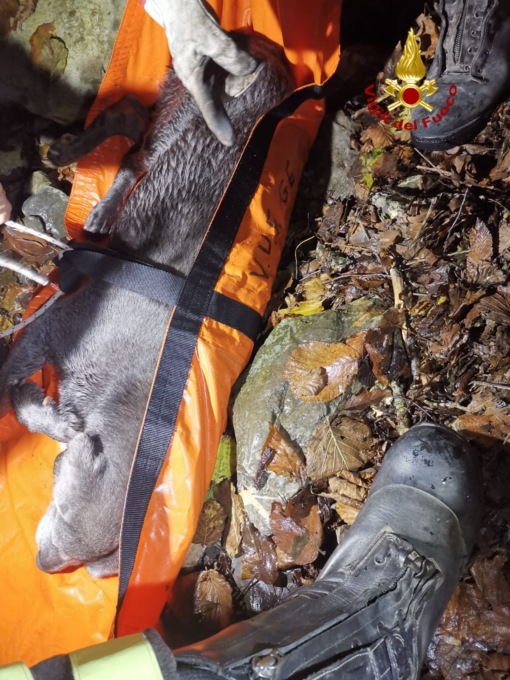 Torriglia: vigili del fuoco soccorrono cane