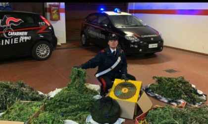 Cinzano: coltivavano marijuana in area di un maneggio, due arresti