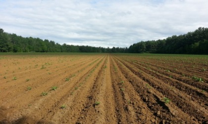 In arrivo gli anticipi PAC alle aziende agricole