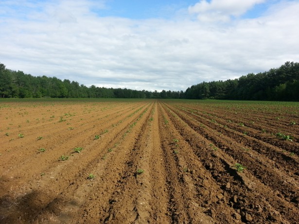 Cimice asiatica: danni in agricoltura per 230 milioni
