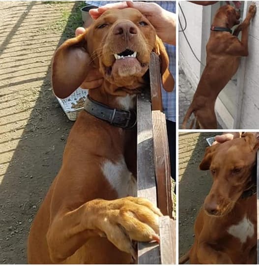 Asti: ritrovata Maggy, cane da tartufo rapito