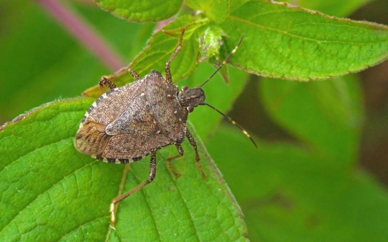 Allarme cimice asiatica, si rischiano danni irreparabili per i noccioleti