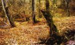 Carrosio, resti umani trovati in un bosco della Val Lemme
