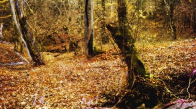 Carrosio, resti umani trovati in un bosco della Val Lemme