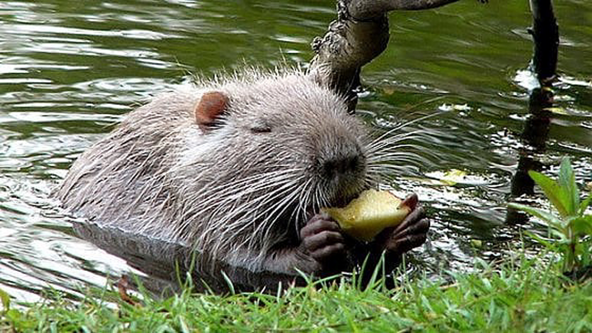 Sagra della nutria, gli organizzatori: “Non sapevamo fosse proibito”