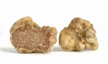 Asta Mondiale Tartufo Alba, a Hong Kong è andato pezzo da 103mila euro