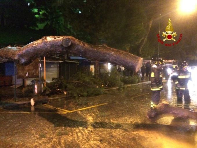 Genova: cade albero a Castelletto, rimosso dai Vigili del Fuoco