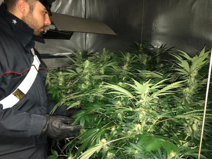 Trasforma casa in laboratorio-serra di marijuana: arrestato