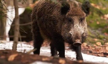 Caricato e ferito da un cinghiale, cacciatore ricoverato in ospedale