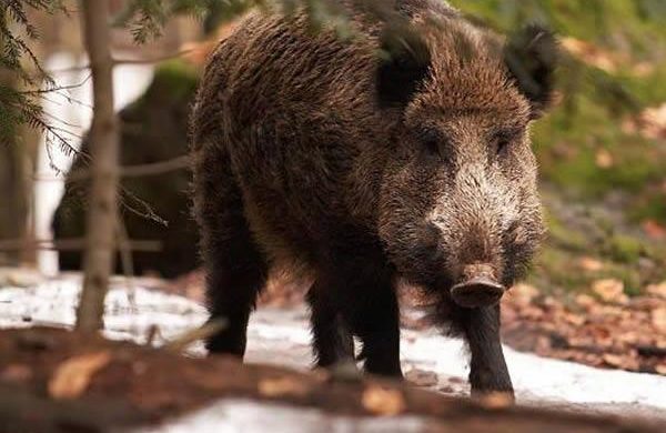 Caricato e ferito da un cinghiale, cacciatore ricoverato in ospedale