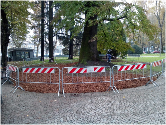Alessandria: lavori per messa in sicurezza albero in Corso Crimea