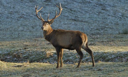 Castellamonte: macellava clandestinamente selvaggina, denunciato 41enne