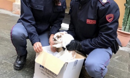 Imperia: Polizia salva coniglio abbandonato