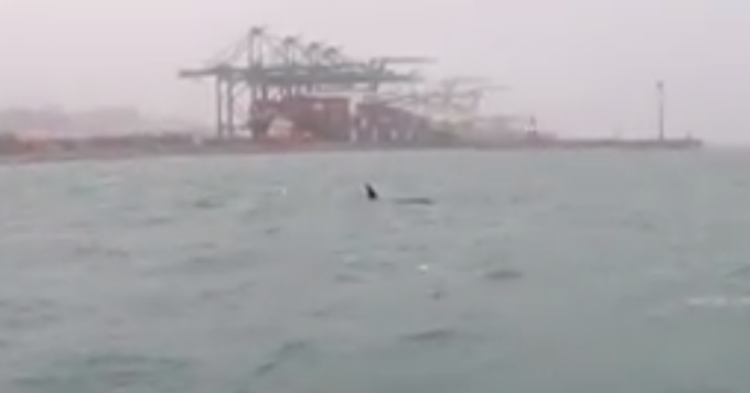 Genova: avvistate quattro orche al largo di Pra’