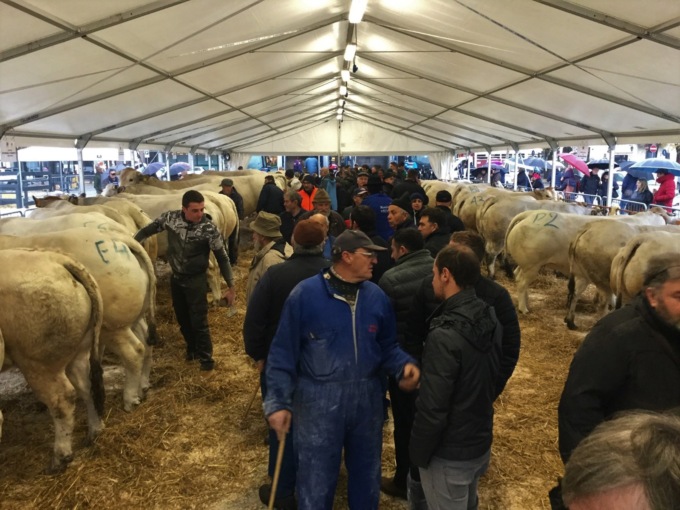 La Fiera del Bue Grasso a Nizza Monferrato