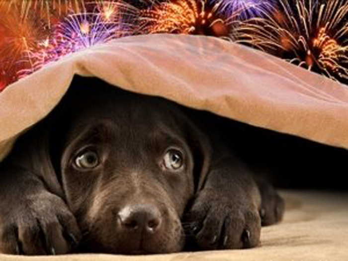 Partito Animalista Italiano lancia la campagna “Basta botti 2019”