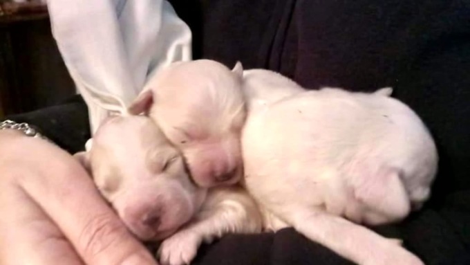 Abbandonati a Grugliasco tre cuccioli di cane