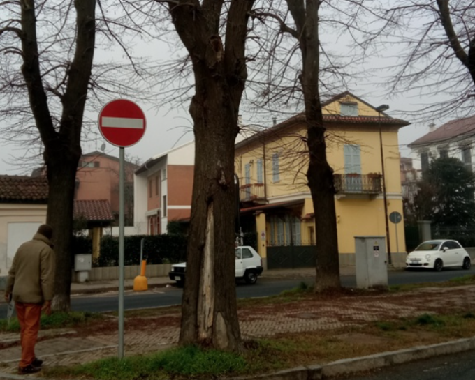 Alessandria: potatura alberi in Viale Milite Ignoto e verifica stabilità
