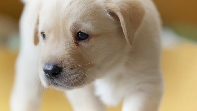 La convivenza con animali domestici allunga la vita