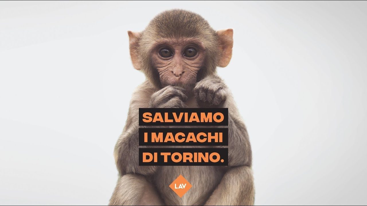 Macachi liberi torna a protestare: anche ad Alessandria uno striscione contro la ricerca