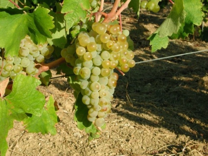 Al via i monitoraggi per la Flavescenza dorata