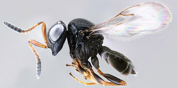 La Vespa samurai sconfiggerà la Cimice asiatica?
