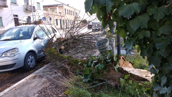 Alessandria: cade grosso ramo da un albero in via Pavia