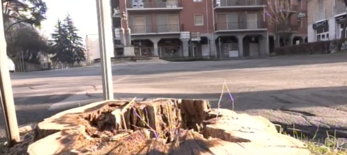Polemiche ad Acqui Terme per taglio alberi