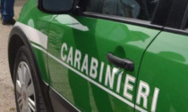 Carabinieri Forestali Piemonte, il bilancio dell'attività nel 2023