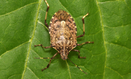 Piemonte: tavolo tecnico in Regione per cimice asiatica