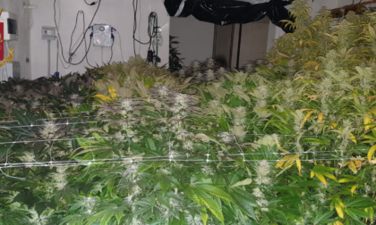 Genova: cercano i ladri e trovano piantagione marijuana