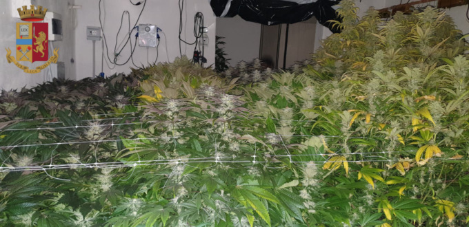 Genova: cercano i ladri e trovano piantagione marijuana