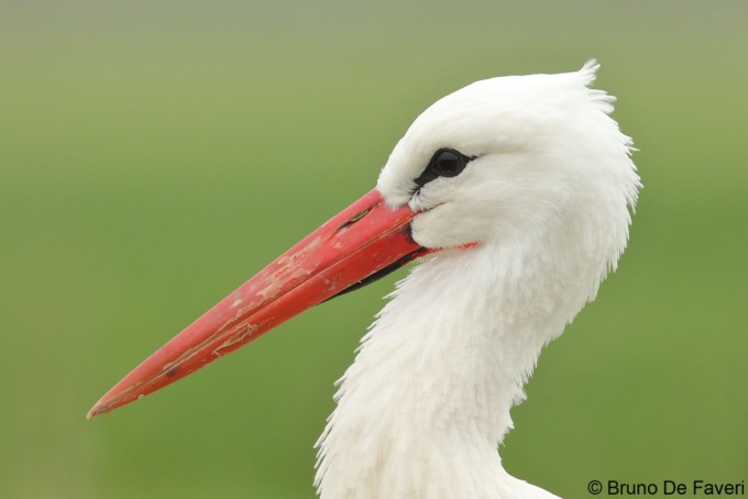 Cicogne a Castelnuovo Scrivia, una boccata di ossigeno in questi tristi tempi