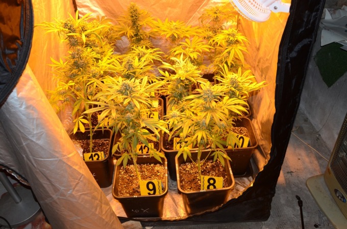 Asti: una denuncia per coltivazione di marijuana