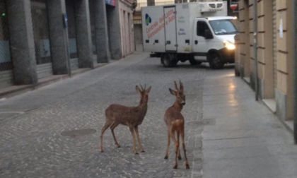 Caprioli a passeggio nel centro di Casale Monferrato