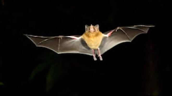 Prof. Russo: “Dai pipistrelli non si prende il covid-19”