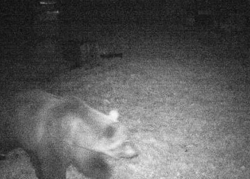 Villadossola, trovato un orso sulle alture