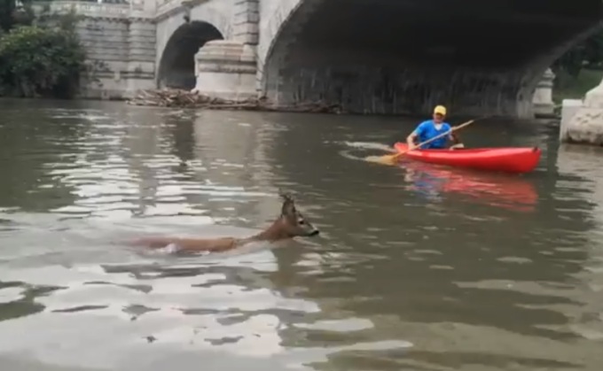 Torino, capriolo nuota nel Po in centro città