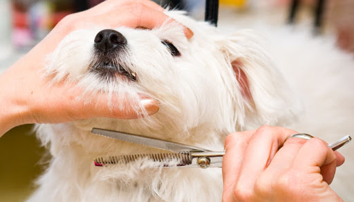 Piemonte: da lunedì 4 riaprono le toelettature per gli animali