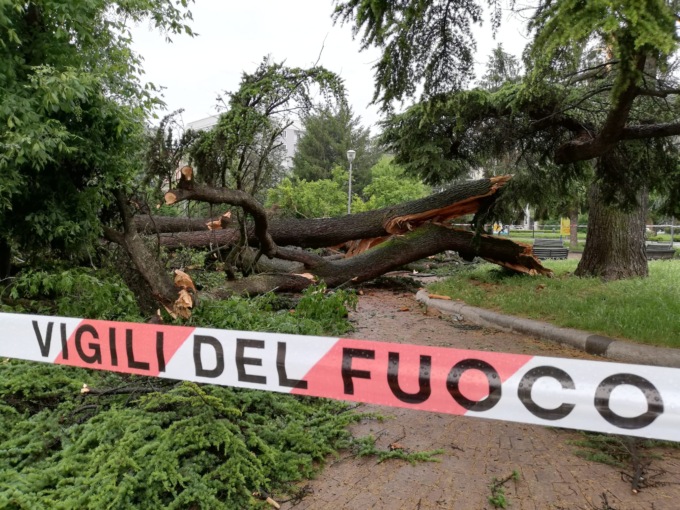 Alessandria: crolla albero in piazza Genova, nessun ferito