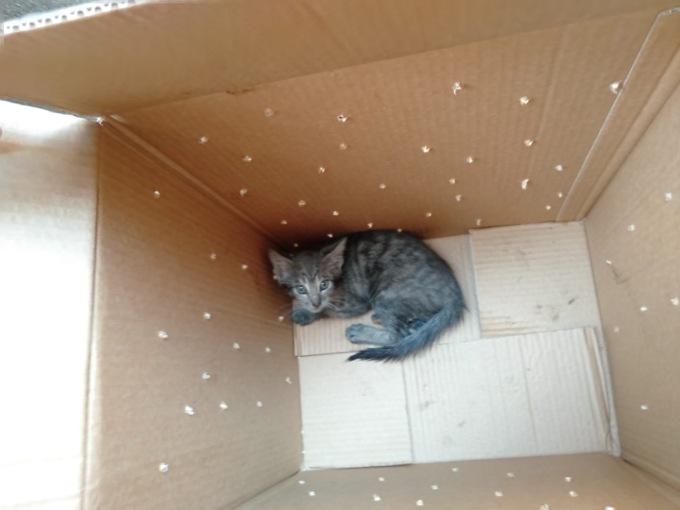 Alessandria: ispettori ambientali salvano gattino