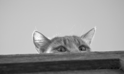 Festa del gatto: è il giorno dell'orgoglio felino. Domenica open day al gattile di Alessandria