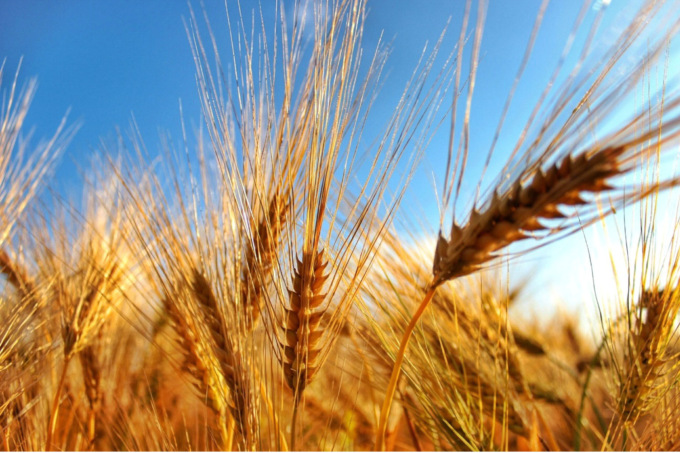 Prezzo del grano ancora alto: Cia e Confagricoltura disertano la Borsa